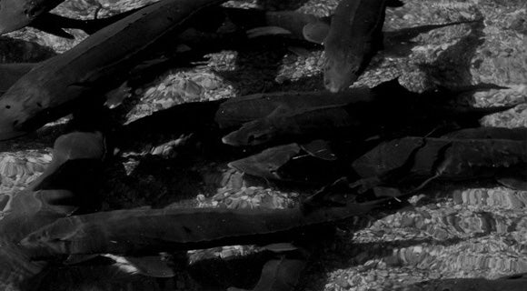 Attiluksen tapa toimia